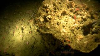 Night Diving Natural Reefs of Pensacola Fl [upl. by Ninazan]