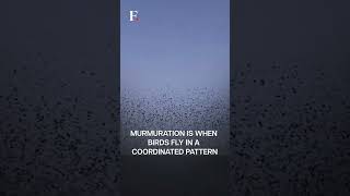 Unique Starling Murmuration Spotted in Turkiyes Skies  Subscribe to Firstpost [upl. by Aidroc]