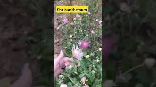 flowergarden The beautiful 💗 😻 chrisanthemum українапонадусе [upl. by Danice]