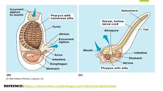 XI Zoology Ch10 Lecture13Phylum Chordata by Dr Zafar Farooqui [upl. by Anaihr122]