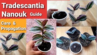 Tradescantia Nanouk Guide  Propagation amp Care Tips [upl. by Aynekat]