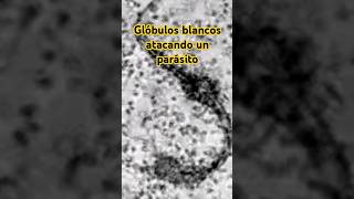 🔴⭕⚪Glóbulos blancos atacando un parásito⚪⭕🔴 biology science microscope animals [upl. by Rosemaria]