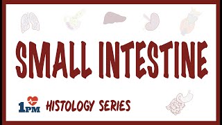 Small Intestine Histology [upl. by Niddala756]