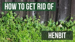 How to Get Rid of Henbit 4 Easy Steps [upl. by Esahc]