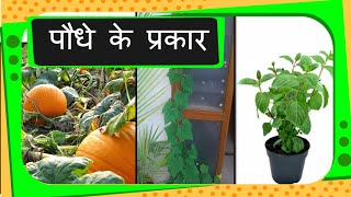 Science  Types of Plants  Hindi [upl. by Nata]