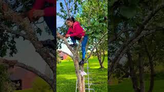 Cutting a plum tree branches plumtree cuttingtrees trending satisfying [upl. by Enoitna]