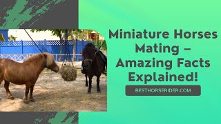 Miniature Horses Mating – Amazing Facts Explained [upl. by Lybis]