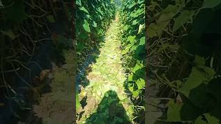 Khira ki kheti kaise kare video shots farming [upl. by Ecnarwal]