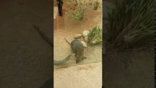 Sydney Quokka Happiest Animal In The World [upl. by Nirik321]