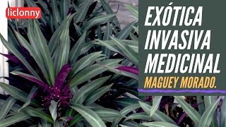 Maguey Morado especie exótica invasiva y resistente Características y beneficios liclonny [upl. by Catt]