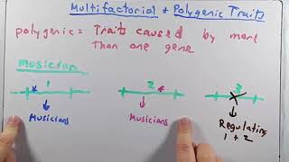 Multifactorial Traits I [upl. by Zusman639]