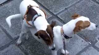 Jack Russel terrier mating [upl. by Jabez]