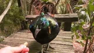 Hand feeding an Himalayan Monal Male Adult Beautiful bird [upl. by Ainatit669]