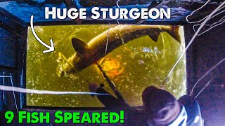 20 Sturgeon Swimming Through Our Best Spearing Highlights [upl. by Zoeller634]