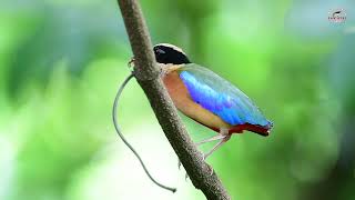 Bluewinged pitta လှော်ကားဥယျာဉ်မှာ အသိုက်လုပ်သားပေါက်အဆင့်ဆင့်ကိုမှတ်တမ်းတင်ခွင့်ရလိုက်ပါသည် [upl. by Aihsetal931]