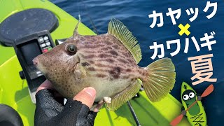 カヤックで夏カワハギ釣り！８月のカヤックフィッシング [upl. by Nelak]