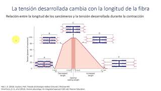 Fisiología  Propiedades mecánicas del músculo esquelético [upl. by Naman]