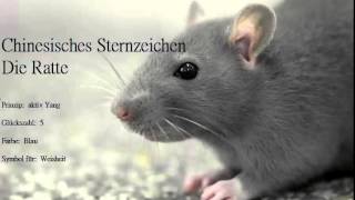 Chinesisches Sternzeichen die Ratte und ihre Eigenschaften Ratten sind geborene Familienmenschen [upl. by Ahsasal]