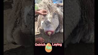 Ostrich laying an egg🥚  ostrich bird laying eggs  🥚 ostrich egg shorts [upl. by Ebehp505]