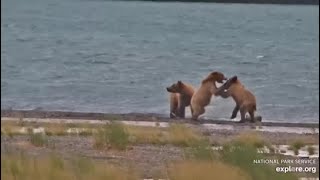 Katmai National Park KRV Cam Bear 910s family runs before bear 89 arrives 06302024 [upl. by Joacimah204]