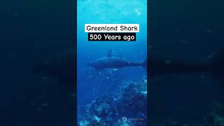 The Acient Greenland Shark 500 Years Old shorts ytshorts facts viralvideo mystery shark yt [upl. by Anastasie]