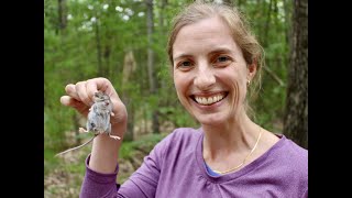 New UMBS Researcher Engages Students in Study of Mouse Parasites in Forest Ecosystems [upl. by Ettenrahc]