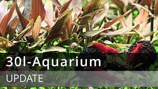 Kurzes Update 30l Aquarium [upl. by Ynaiffit]