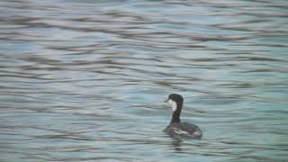 ミミカイツブリ（1）冬鳥（冬羽と夏羽）  Horned Grebe  Slavonian Grebe  Wild Bird  野鳥 動画図鑑 [upl. by Neelsaj]