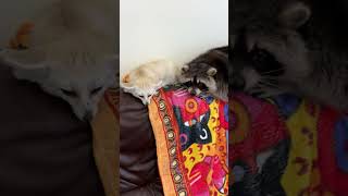 shorts The fox couldnt get the raccoon off the couch Лиса не смогла выгнать енота с дивана [upl. by Teerpnam]