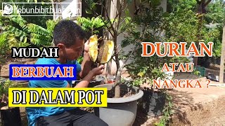 nangka mini tabulampot semanis madu [upl. by Joerg145]