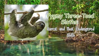 Pygmy ThreeToed Sloths Rarest and Most Endangered Sloth sloth panama animals [upl. by Lerraf]