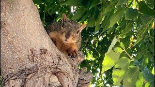 Catching up with NewT the Tailess Squirrel over lunch in the Neem Tree [upl. by Anglo151]