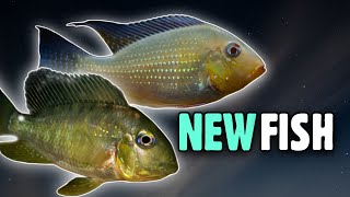 New AQUARIUM FISHAlbino Heckelii and Balzanii Cichlid [upl. by Kohl]