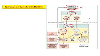 FİZYOLOGİC ÜREME SİSTEMİ FİZYOLOJİSİ  SPERMATOGENEZ [upl. by Viens]