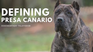 THE PRESA CANARIO REVEALED A FASCINATING ADVENTURE [upl. by Kciredor284]