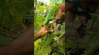 Now ridge gourd season is about to end nature farming ridgegourd shorts [upl. by Rosenberger537]