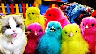 LUCU SEKALI ðŸ£ðŸŒˆAyam Lucu Ayam Warna WarniAyam Rainbow GokilKura Kura LucuBebek Wek WekHewan Lucu [upl. by Solim557]