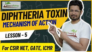 Diphtheria toxin mechanism of action  mode of action [upl. by Odnama]