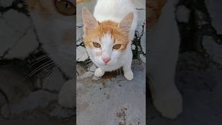 Punku wants to meet bujjasi cat catlover shorts ytshorts [upl. by Pantin]