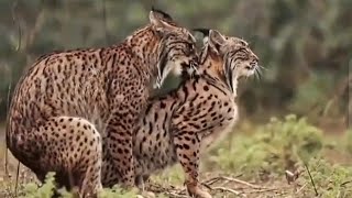 iberian lynx mating  amazing wildlife animals [upl. by Lletnuahs]