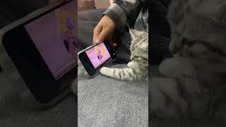 My cat watches Tom and Jerry cat funnyanimls funnyanimal funny funnyanimlas [upl. by Atilrak928]