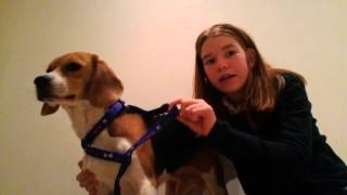 Tuto 2 Comment mettre et ajuster un harnais a son chien [upl. by Mal597]