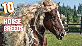 10 Beautifully Colored Rare Horse Breeds [upl. by Akeenahs]