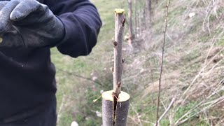 Ağaç aşılama videosu  yarma aşılama tekniği  kiraz ve armut aşılama sonuç videosu ile birlikte [upl. by Mitzl]