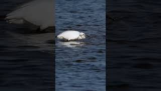 Little Egret Brancaster Staithe shorts [upl. by Woo]