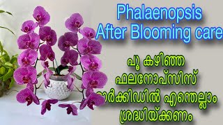 Phalaenopsis after blooming care പൂ കഴിഞ്ഞ ഫലനോപ്സിസ് ഓർക്കിഡിൽ എന്തെല്ലാം ശ്രദ്ധിയ്ക്കണം [upl. by Ttennej]