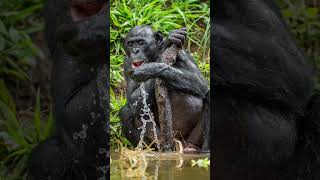 Smart Chimps Tool Use and ProblemSolving in Action 🐒🧠chimpanzees tooluse problemsolving [upl. by Hoyt]