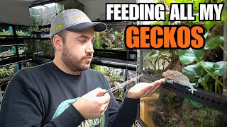 FEEDING MY PET GECKOS Tokays Cresties Sand Geckos and more [upl. by Swamy]