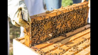 Harvesting Honey From A FLOW HIVE Best Quality Of Raw Honey [upl. by Stephie]