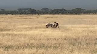 Wildebeests Amboseli National park kenya [upl. by Neenwahs]